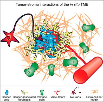 Key aspects for conception and construction of co-culture models of tumor-stroma interactions